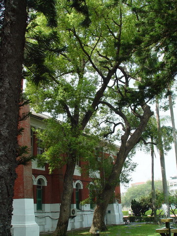 樟樹(自強樓前西側兩棵) 列為保護校樹
