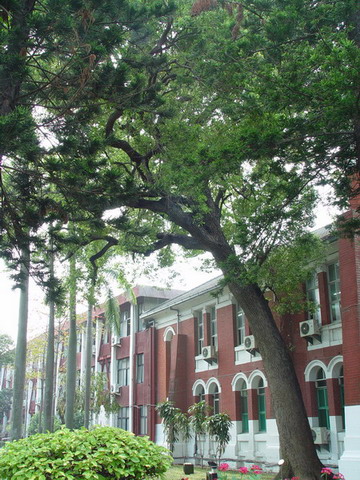 樟樹(自強樓前東側) 列為保護校樹