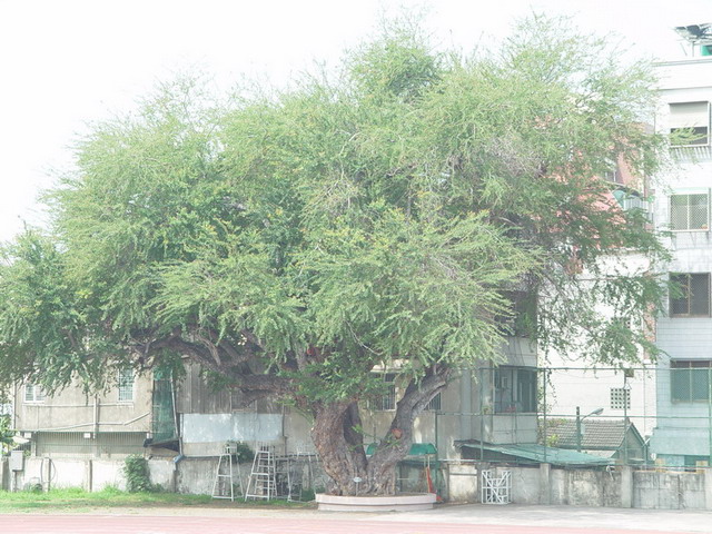 金龜樹(運動場西邊) 列為保護校樹