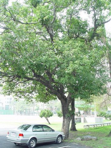 芒果樹(運動場北邊1) 列為保護校樹