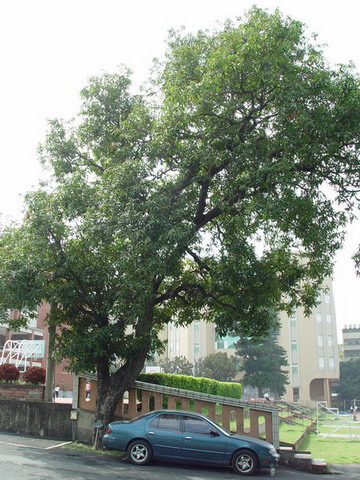 芒果樹(運動場北邊2) 列為保護校樹