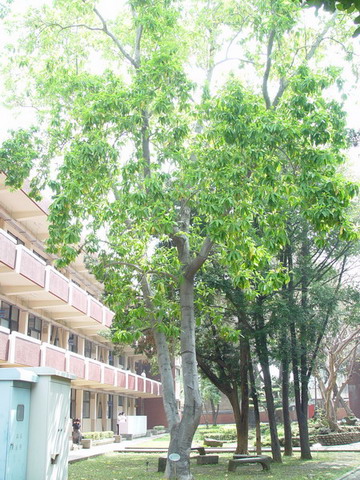 白玉蘭(中庭，三年級教室前) 列為保護校樹