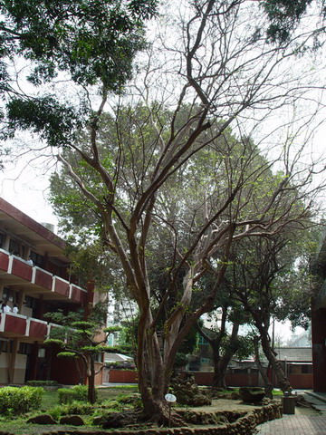 九芎木(中庭，三年級教室前) 列為保護校樹