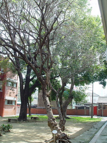 南洋櫻(中庭，三年級教室前) 列為保護校樹