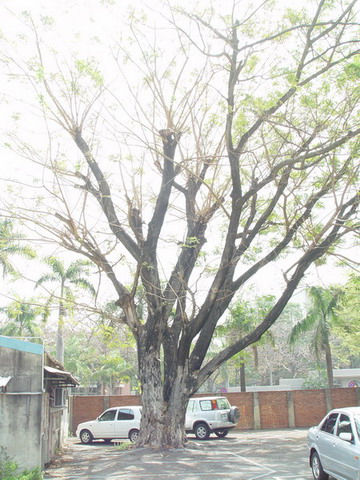 鐵刀木(宿舍區停車場) 列為保護校樹，臺南市內樹圍最大