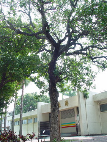芒果樹(游泳池北邊) 列為保護校樹