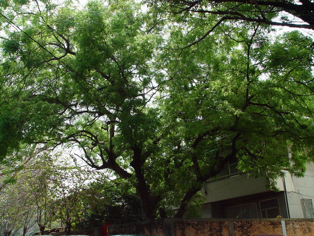 楷木(校長宿舍內) 列為保護校樹，臺南市內樹圍最大