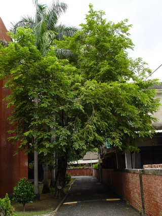 印度紫檀(烹飪教室東邊旁) 列為保護校樹